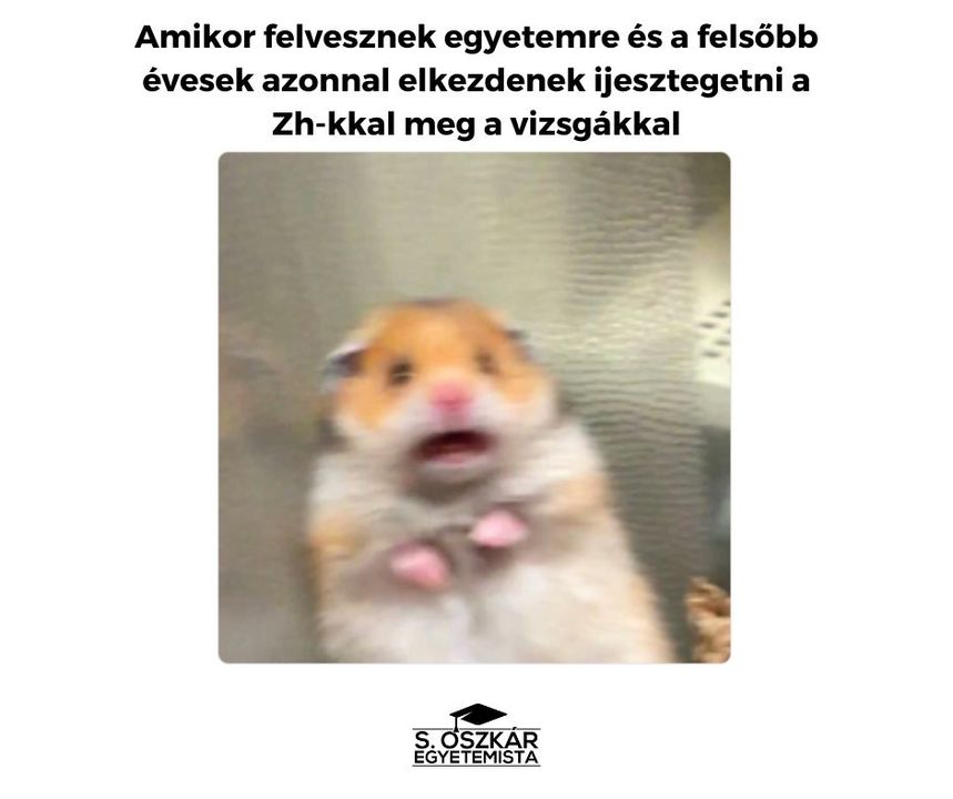 POV: GÓLYA VAGY fotó