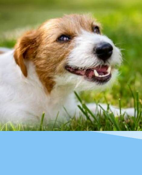 HOGYAN VÉDHETJÜK KEDVENCEINKET A NYÁRI FORRÓSÁG ELLEN?